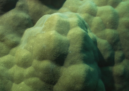 Подводный мир