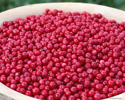 красные ягоды на рабочий стол