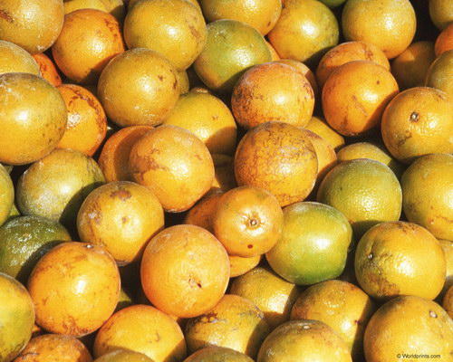 неспелые мандарины на рабочий стол