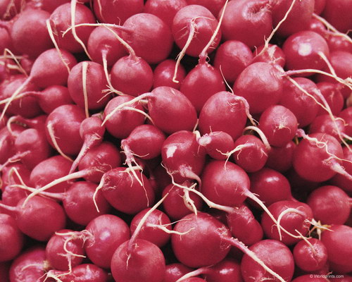 много редиски на рабочий стол