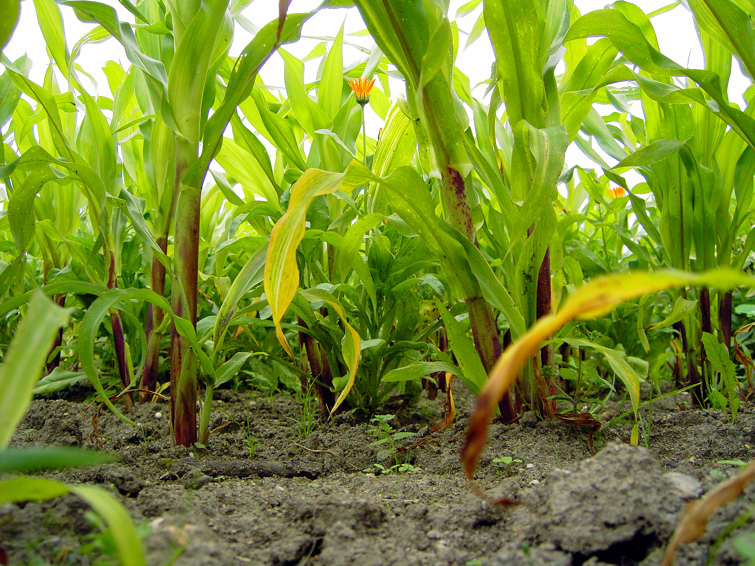 Зелень для рабочего стола