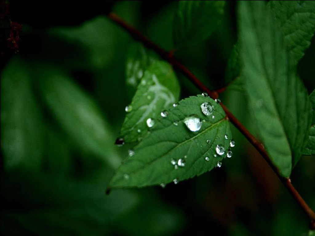 Зелень для рабочего стола