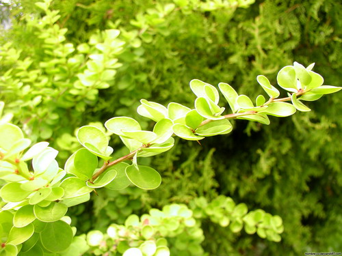 Зелень для рабочего стола