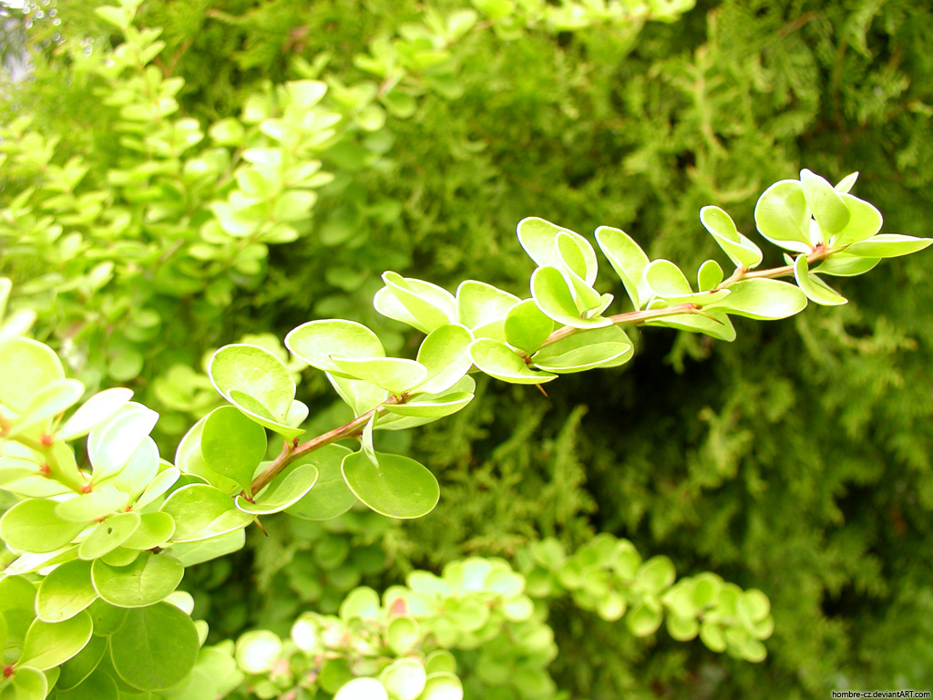 Зелень для рабочего стола