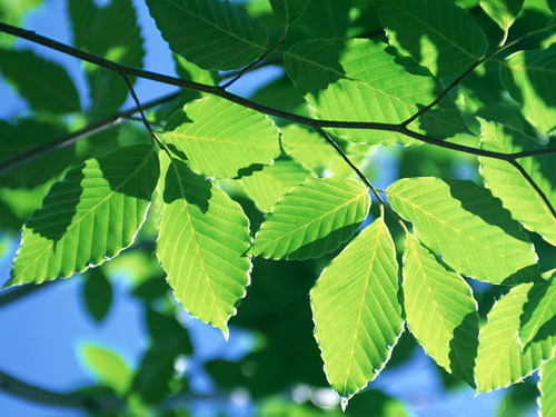 Зелень для рабочего стола