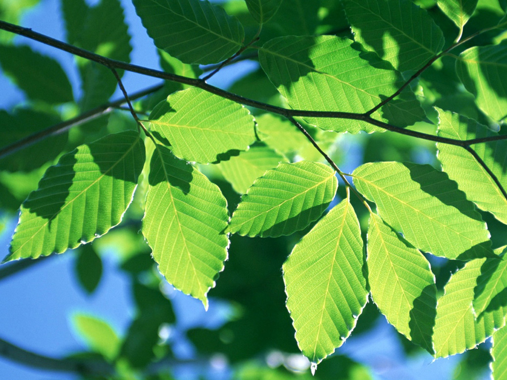 Зелень для рабочего стола