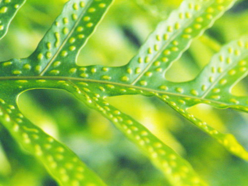 Зелень для рабочего стола