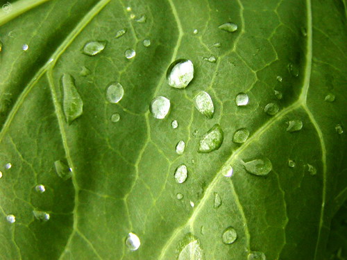 Зелень для рабочего стола