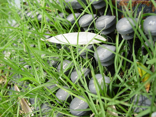 Зелень для рабочего стола