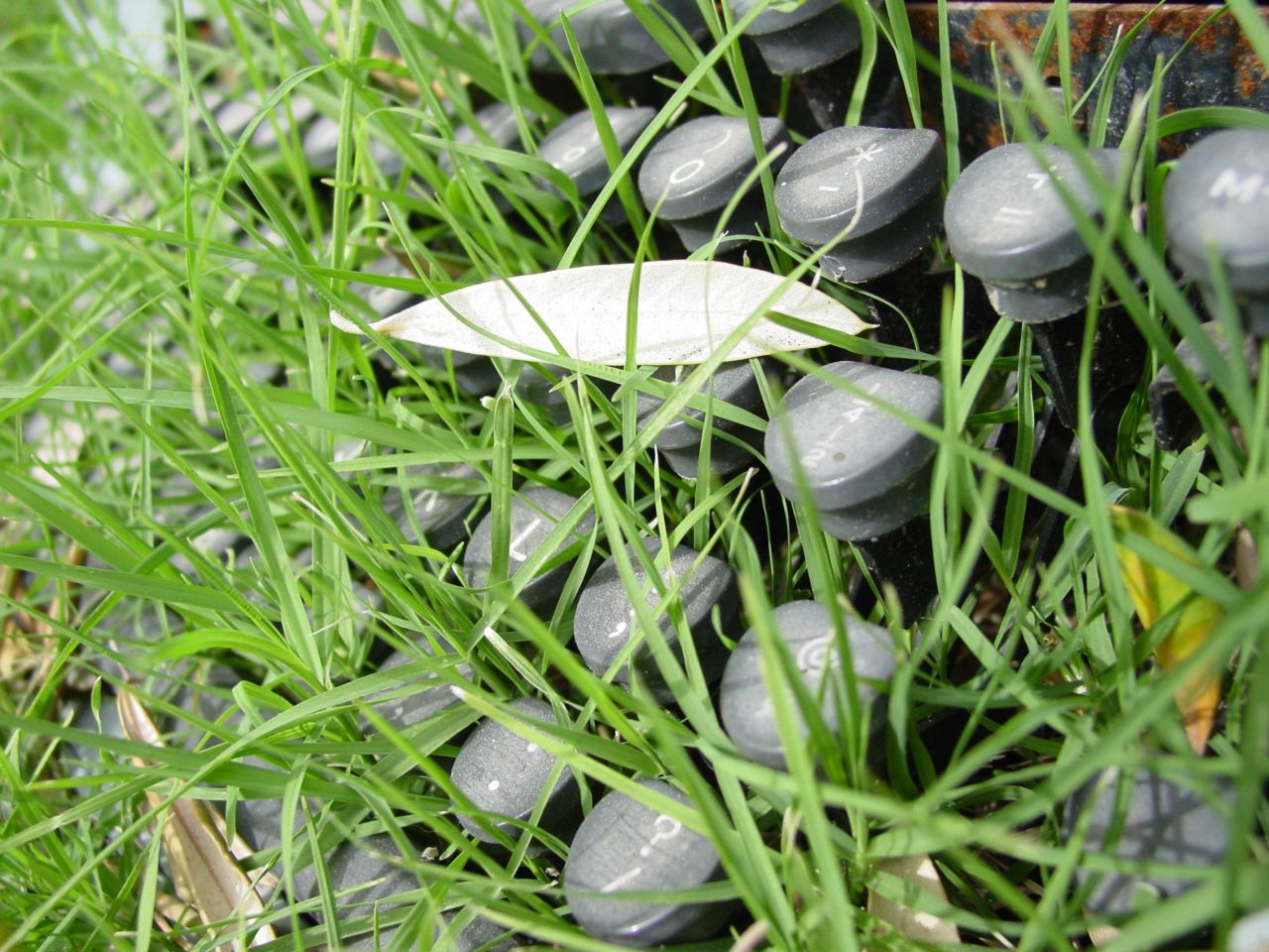 Зелень для рабочего стола