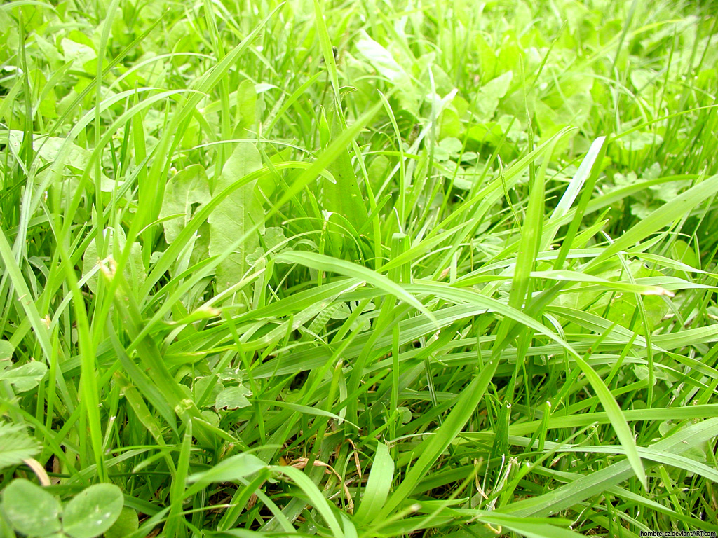 Зелень для рабочего стола