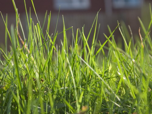 Зелень для рабочего стола