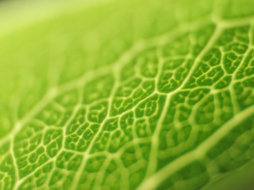 Зелень для рабочего стола