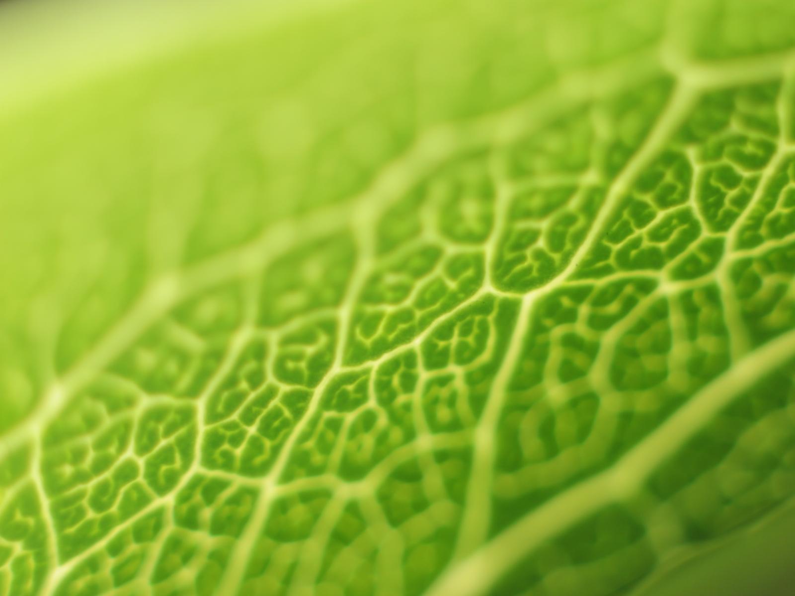 Зелень для рабочего стола