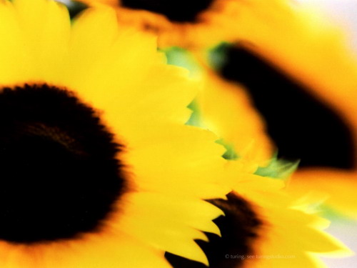 Обои с красивой природой