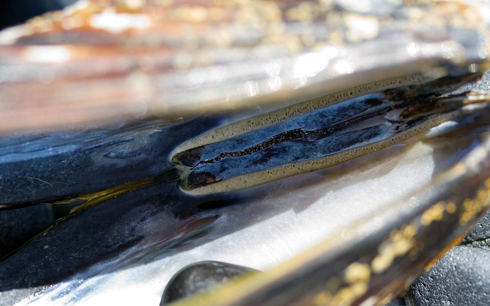 Всякие разные обои