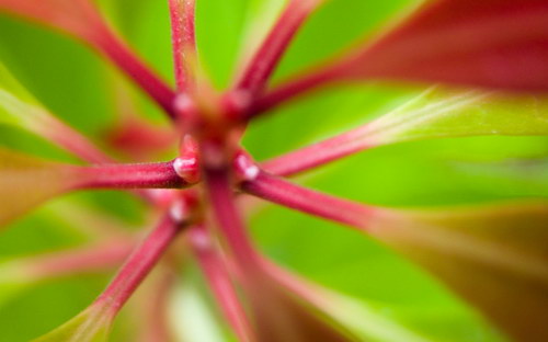 Всякие разные обои