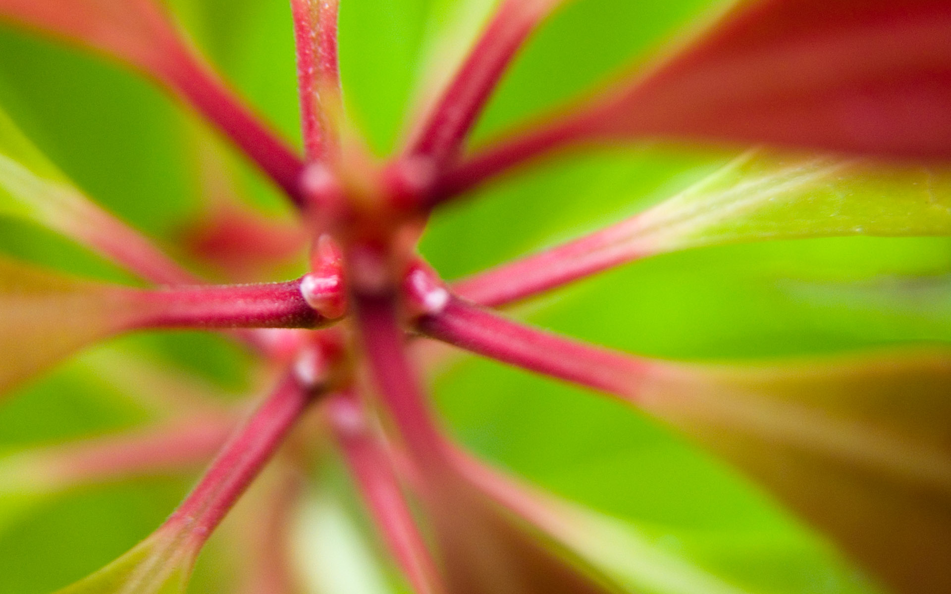 Всякие разные обои