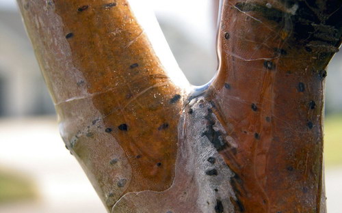 Всякие разные обои