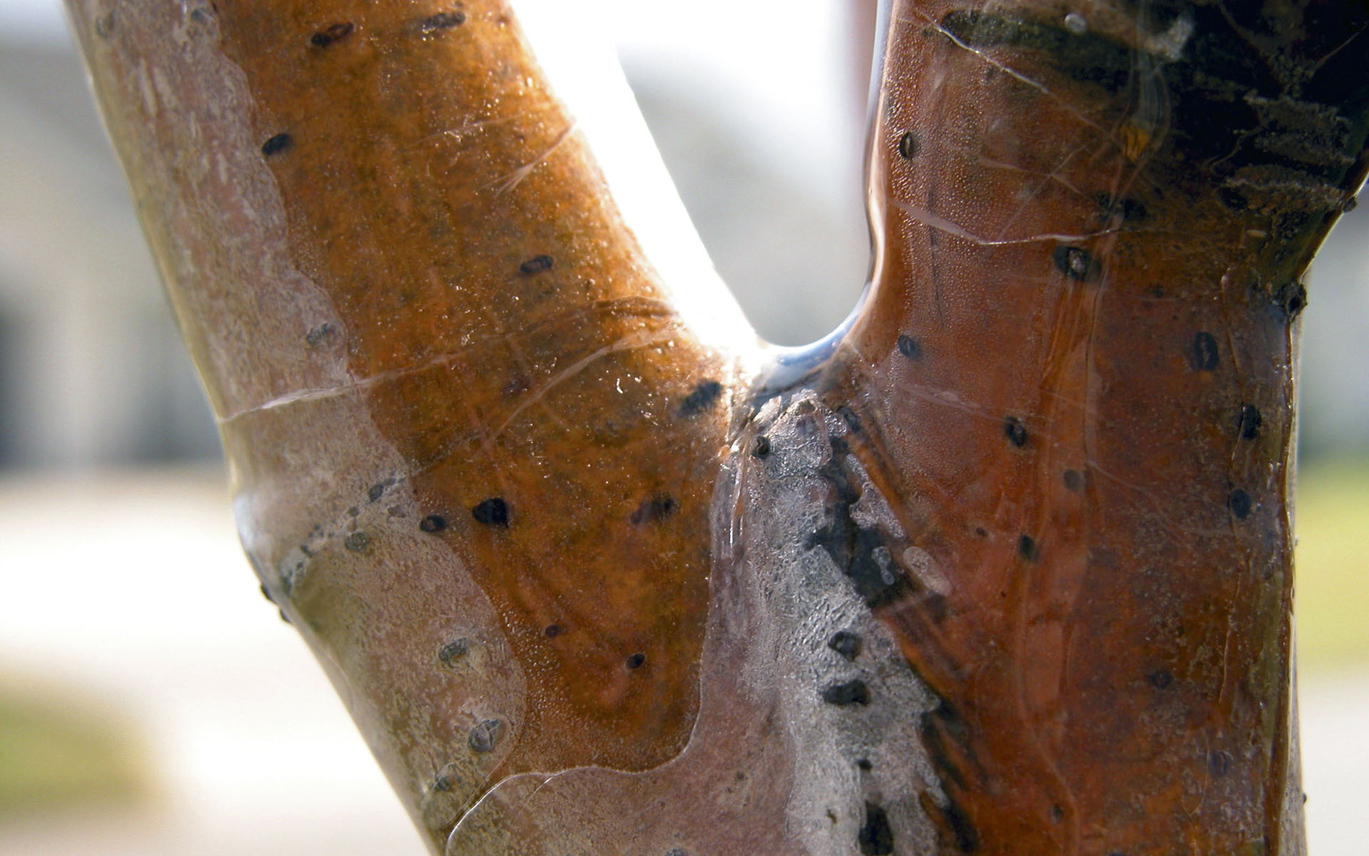 Всякие разные обои