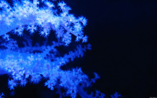 Широкоформатные обои