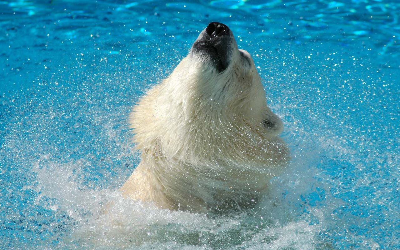 Широкоформатные