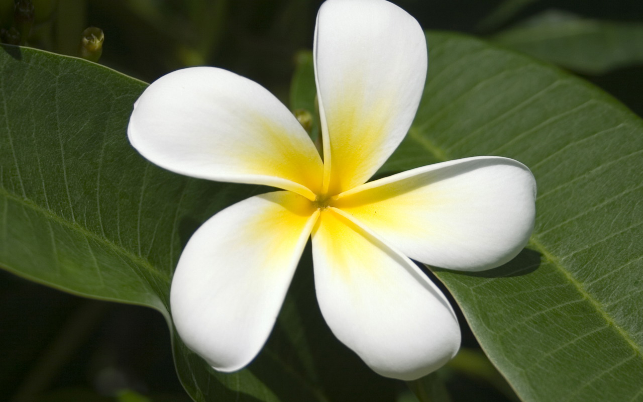 Широкоформатные