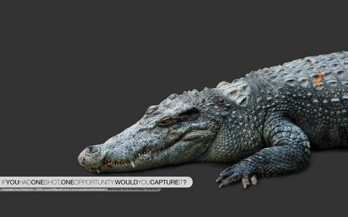 Широкоформатные