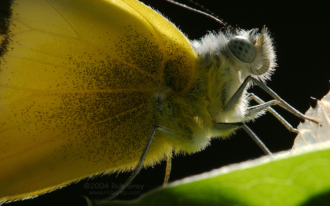 Широкоформатные